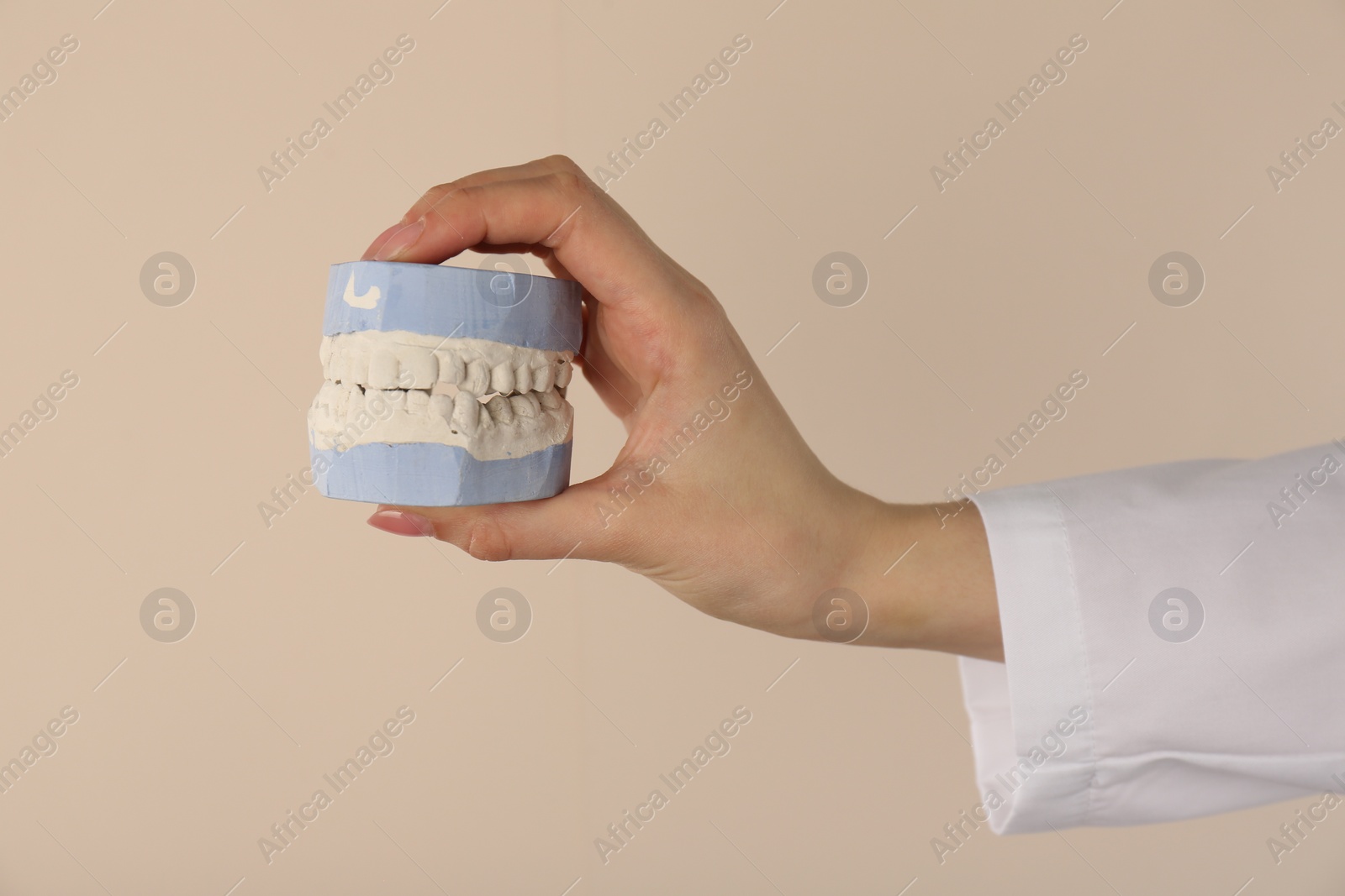 Photo of Doctor holding dental model with jaws on beige background, closeup. Cast of teeth