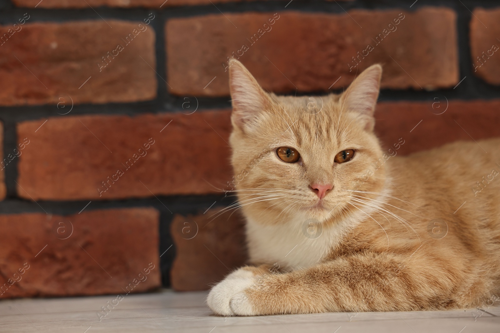 Photo of Cute ginger cat lying on floor near brick wall at home, space for text