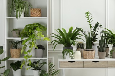 Photo of Green potted houseplants on table and shelves indoors