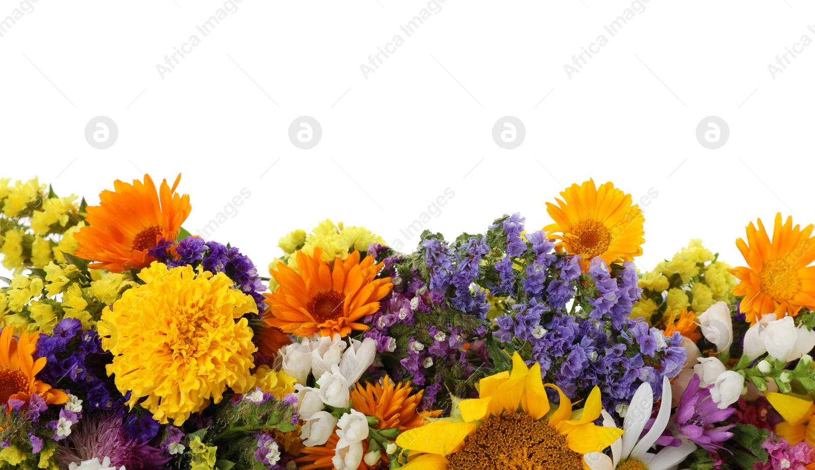 Photo of Bunch of beautiful wild flowers on white background