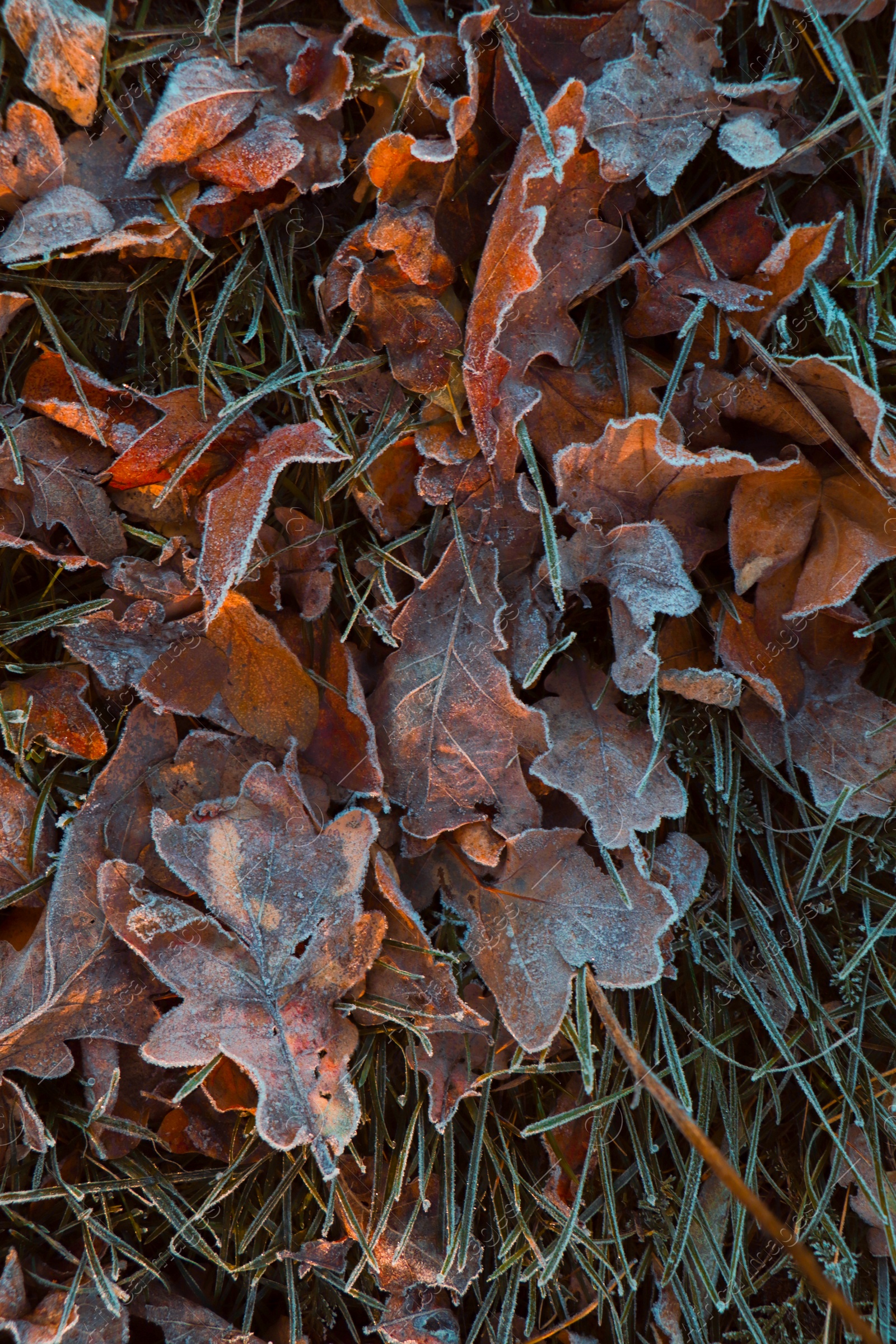 Photo of Beautiful yellowed leaves on grass covered with frost outdoors, top view. Autumn season