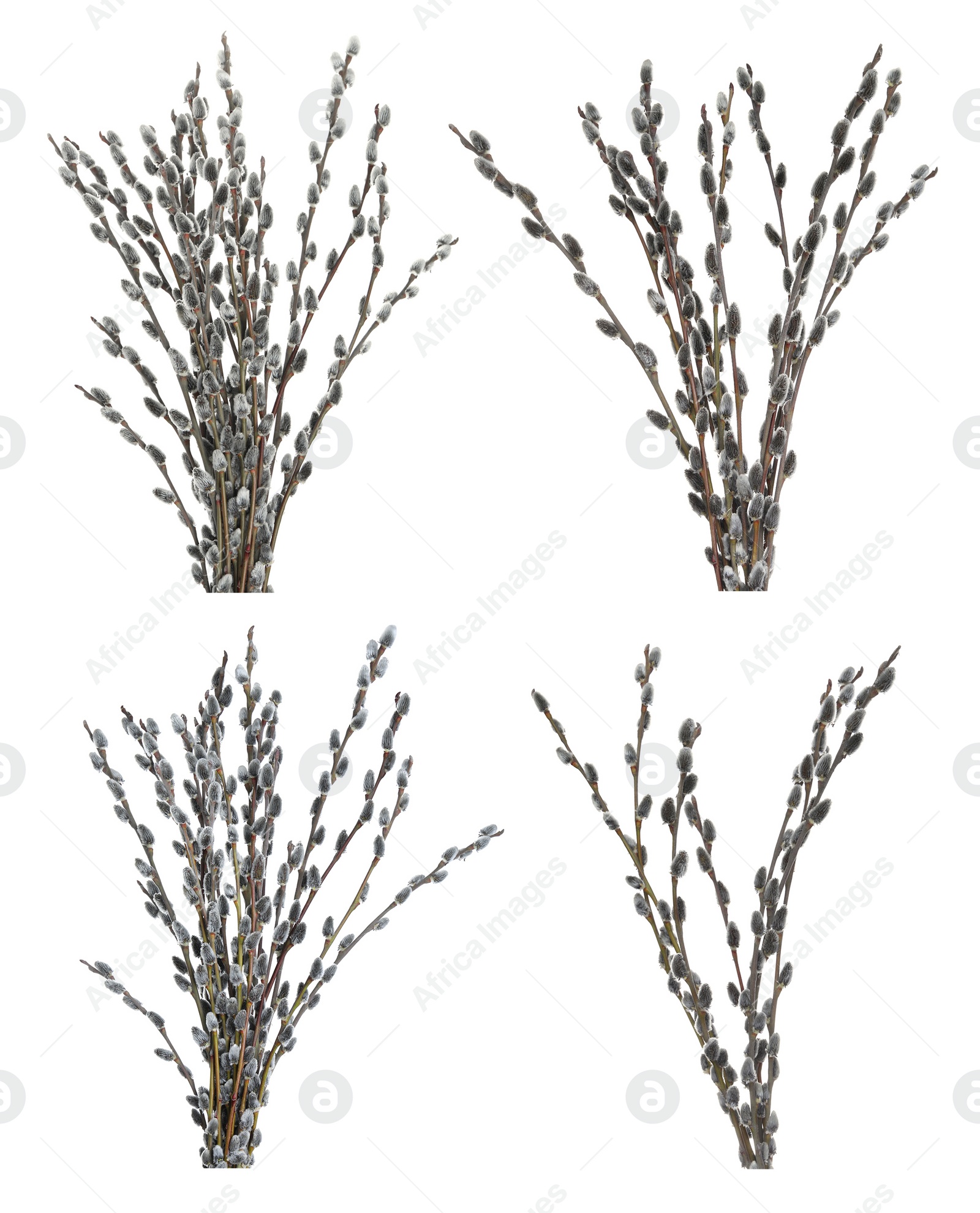 Image of Set with beautiful pussy willow branches on white background 