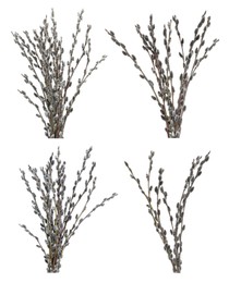 Image of Set with beautiful pussy willow branches on white background 