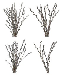 Set with beautiful pussy willow branches on white background 