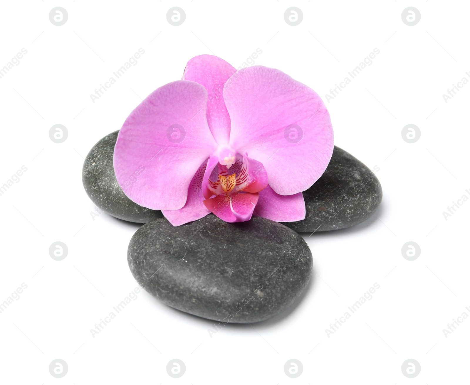 Photo of Spa stones with orchid flower on white background