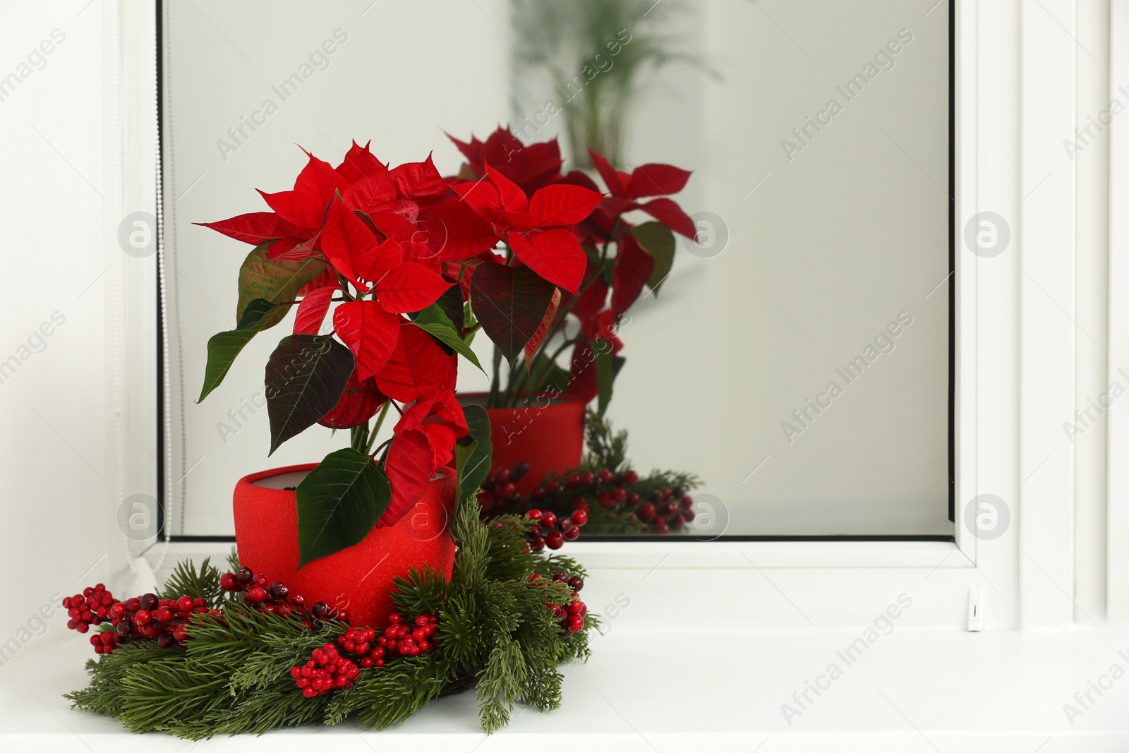 Photo of Potted poinsettia and festive decor on windowsill in room, space for text. Christmas traditional flower