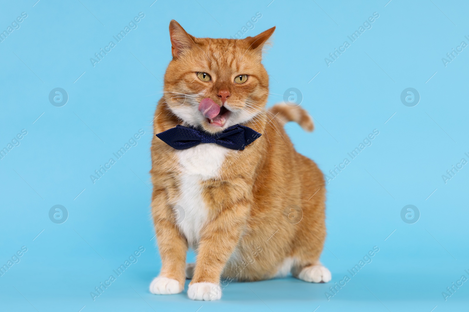 Photo of Cute cat with bow tie licking itself on light blue background