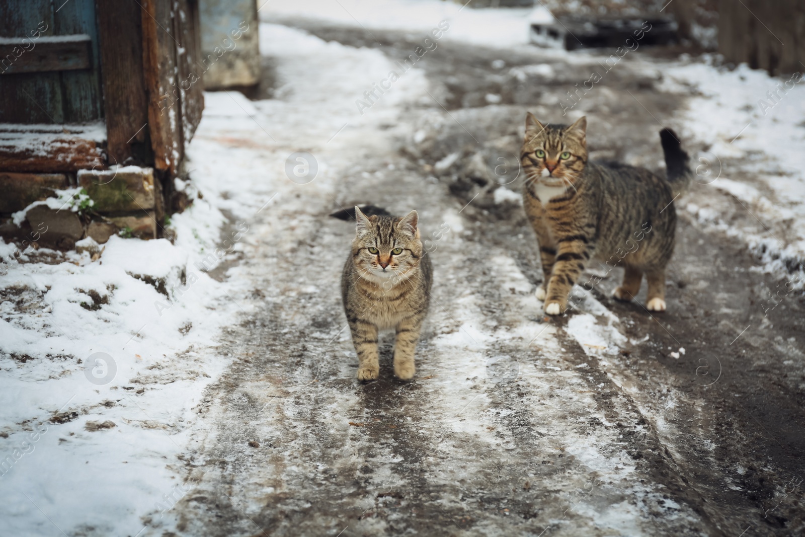 Photo of Homeless cats outdoors on winter day. Abandoned animals