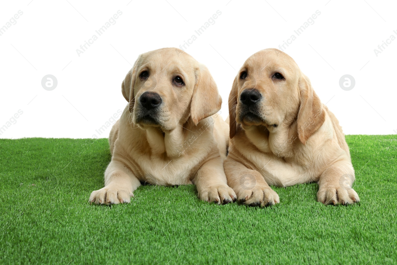 Photo of Cute yellow labrador retriever puppies on artificial grass against white background