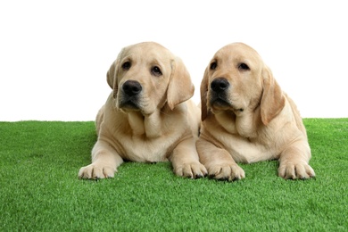 Cute yellow labrador retriever puppies on artificial grass against white background