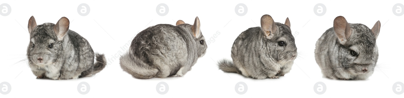 Image of Collage with cute grey chinchillas on white background. Banner design 