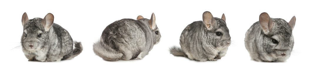 Image of Collage with cute grey chinchillas on white background. Banner design 