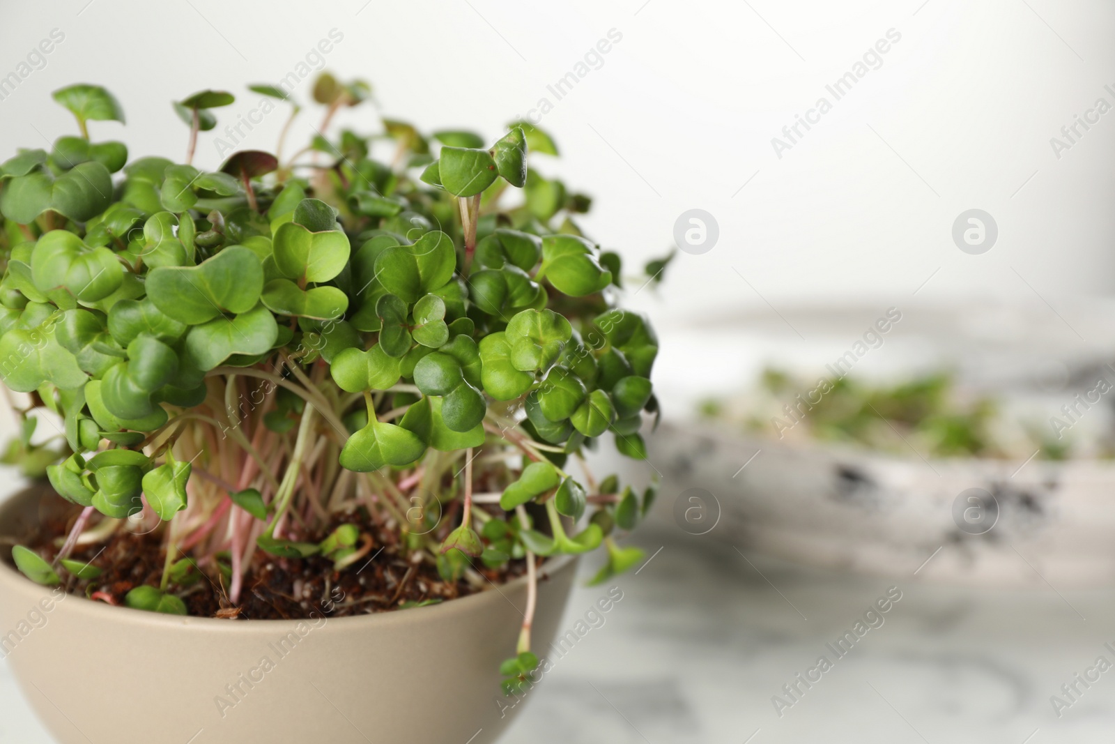 Photo of Fresh radish microgreens in bowl on table, closeup. Space for text