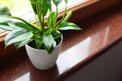 Photo of Beautiful green houseplant on window sill indoors, closeup. Space for text