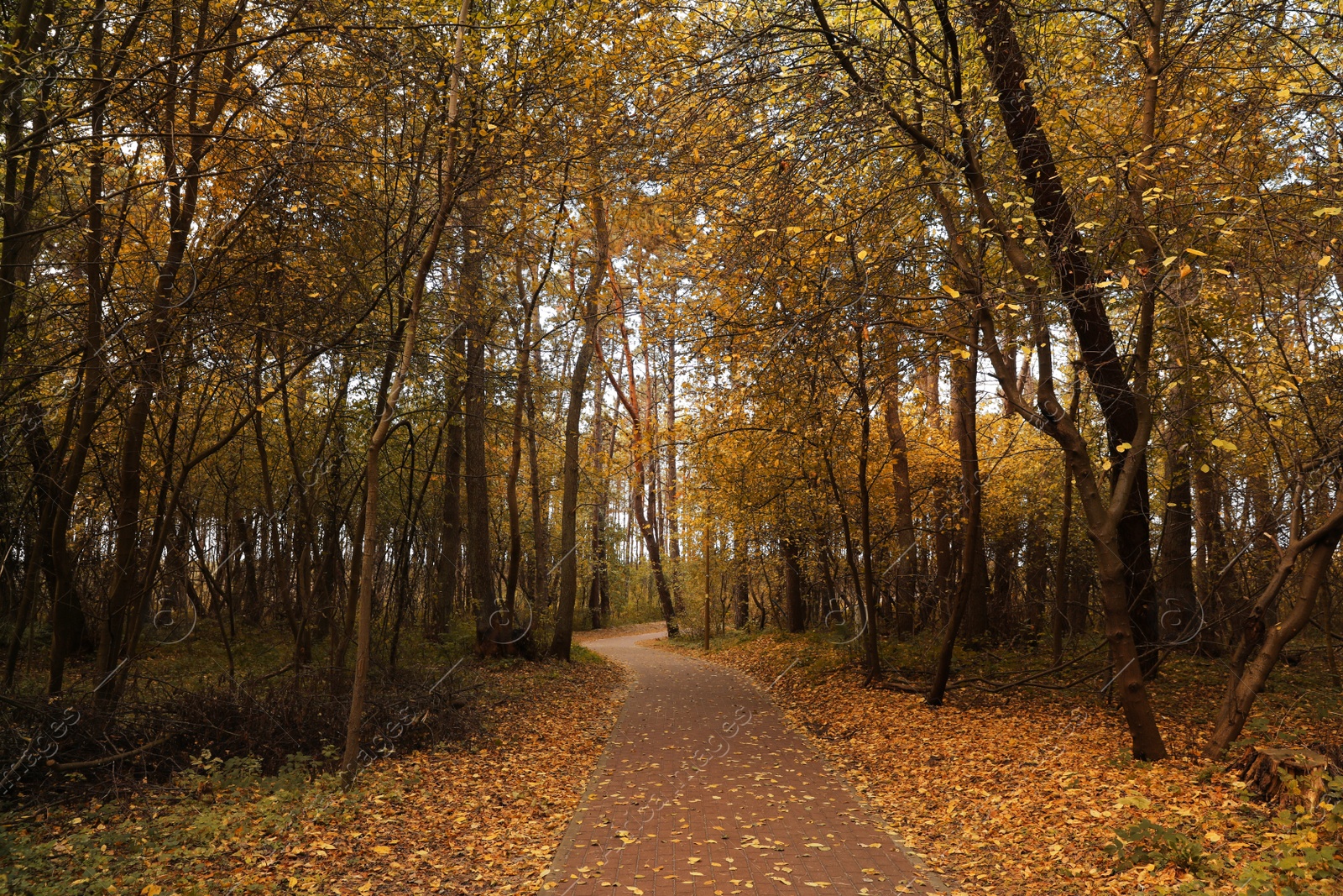 Photo of Many beautiful trees and pathway with fallen leaves in autumn park