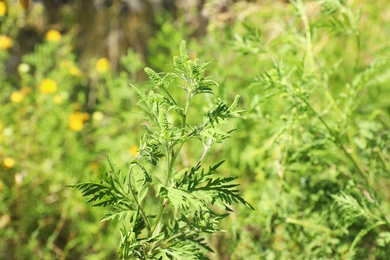 Photo of Blooming ragweed plant (Ambrosia genus) outdoors, closeup. Seasonal allergy