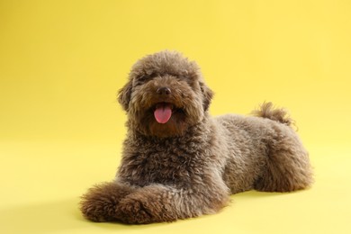 Photo of Cute Toy Poodle dog on yellow background
