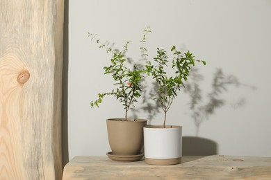 Young potted pomegranate trees on wooden bench near white wall indoors