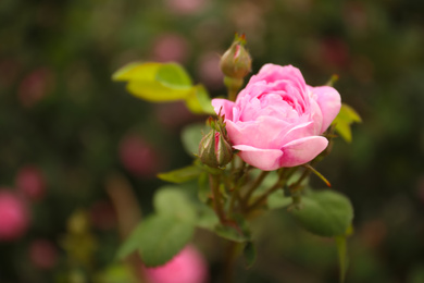 Photo of Closeup view of beautiful blooming pink rose bush outdoors. Space for text