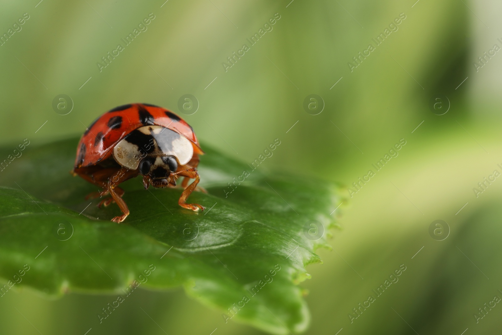 Photo of Ladybug on green leaf against blurred background, macro view. Space for text