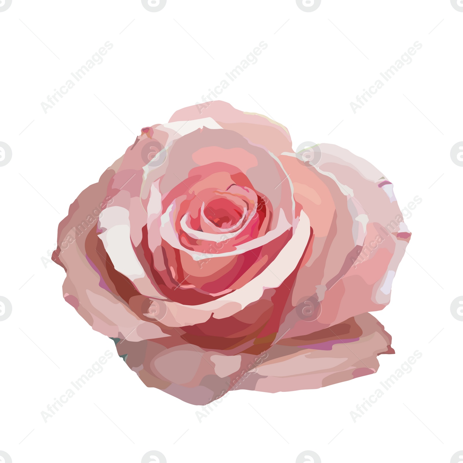 Illustration of Beautiful rose illustration on white background. Stylish design