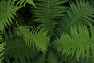 Photo of Beautiful fern with lush green leaves growing outdoors, top view