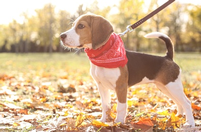 Cute Beagle in park on autumn day. Dog walking