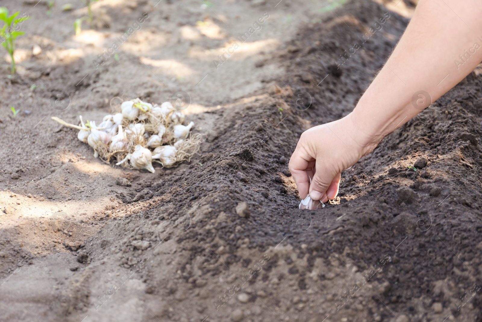 Photo of Woman planting garlic cloves in soil, closeup