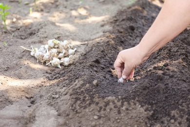 Photo of Woman planting garlic cloves in soil, closeup