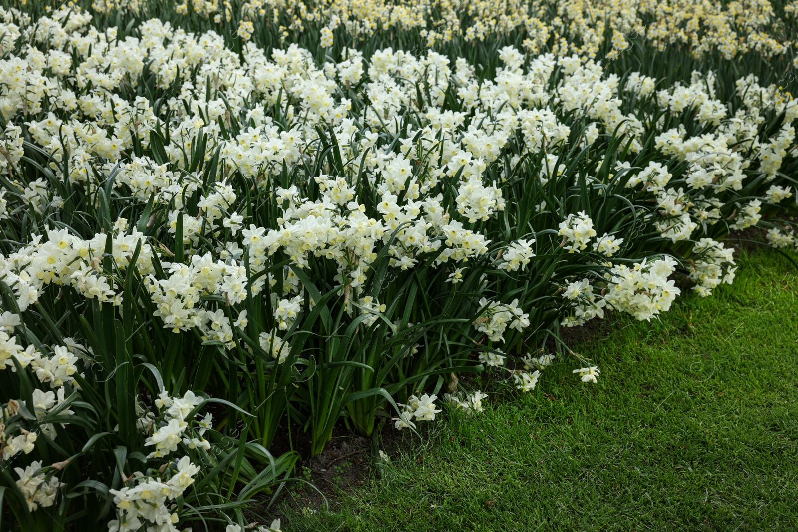 Photo of Many beautiful narcissus flowers growing outdoors. Spring season