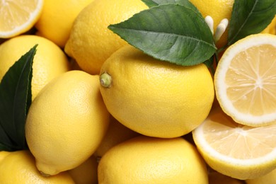 Many fresh ripe lemons with green leaves as background, closeup