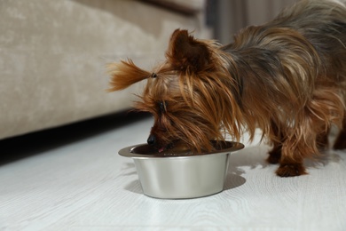 Adorable Yorkshire terrier eating from feeding bowl indoors. Happy dog