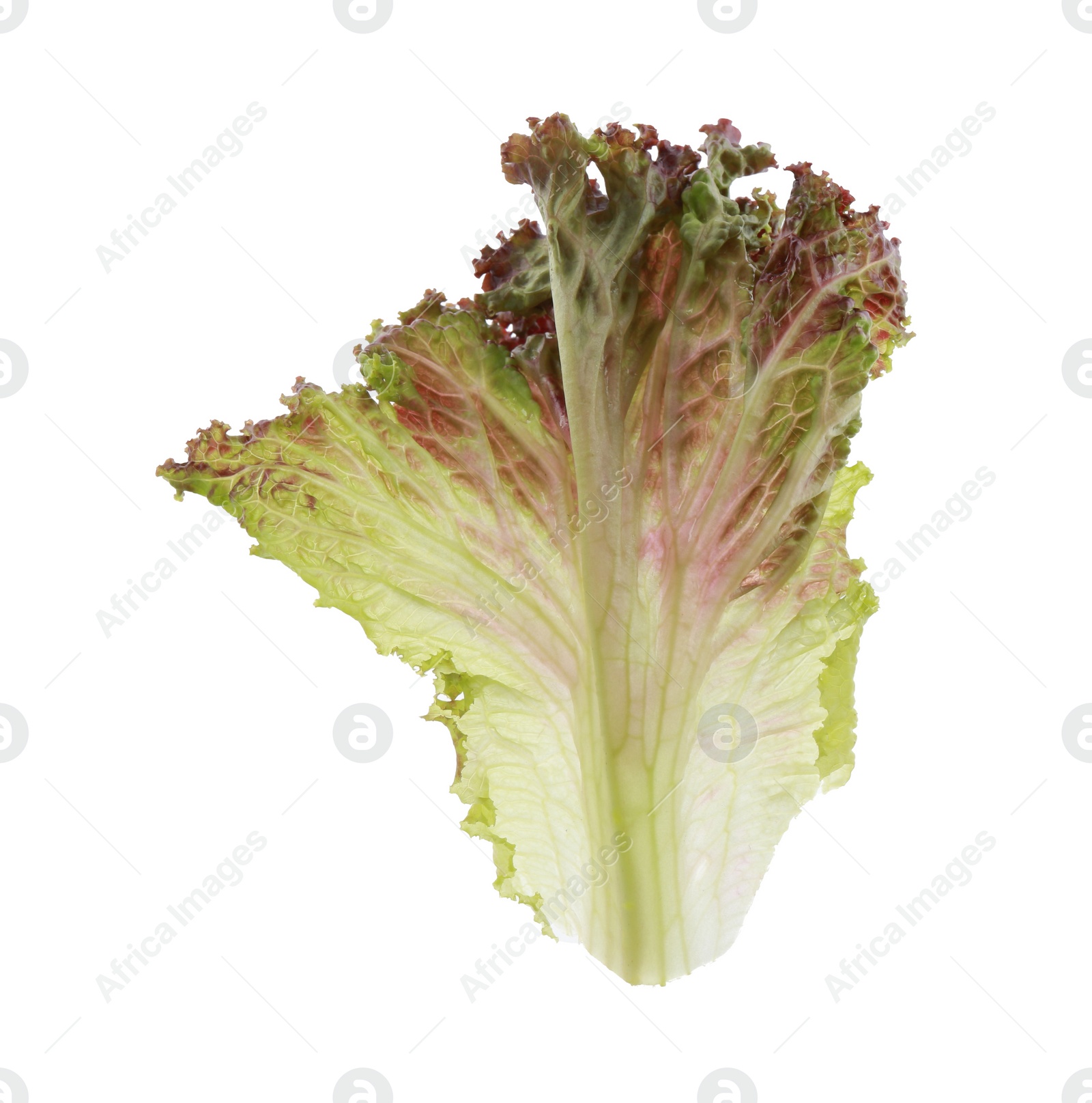 Photo of Leaf of fresh red coral lettuce isolated on white