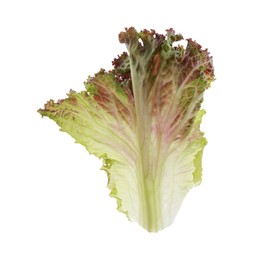 Photo of Leaf of fresh red coral lettuce isolated on white