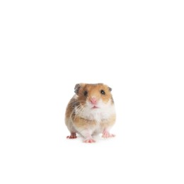 Photo of Adorable Syrian hamster on white background. Small pet