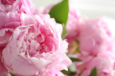 Closeup view of beautiful fresh pink peonies