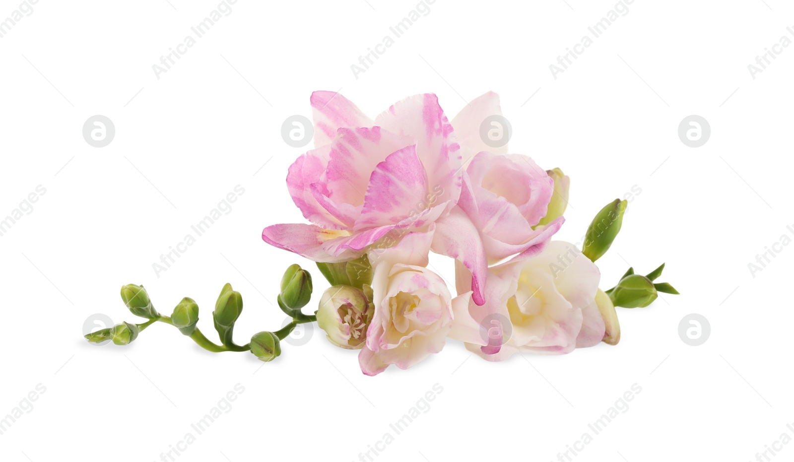 Photo of Beautiful tender freesia flower on white background