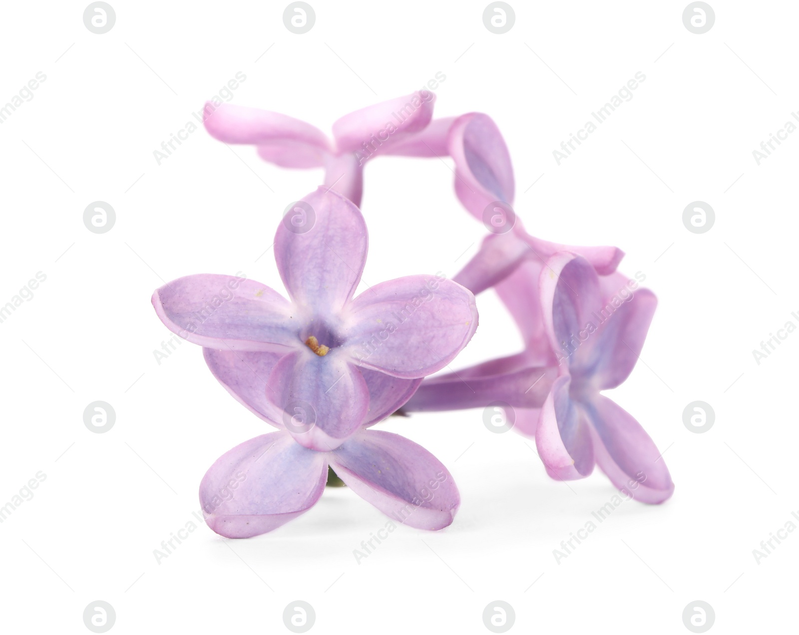 Photo of Beautiful violet lilac blossom isolated on white