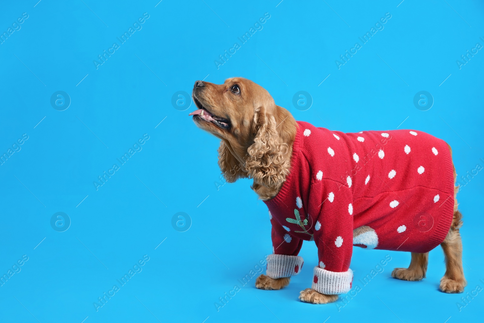 Photo of Adorable Cocker Spaniel in Christmas sweater on light blue background, space for text