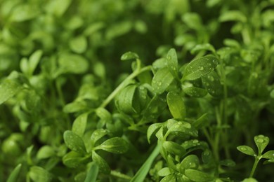 Photo of Fresh arugula microgreen with water drops growing on blurred background, closeup