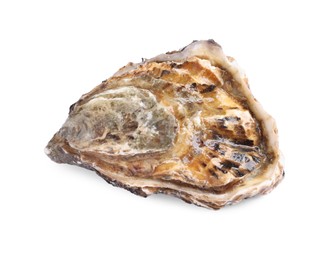 Photo of Fresh raw closed oyster isolated on white