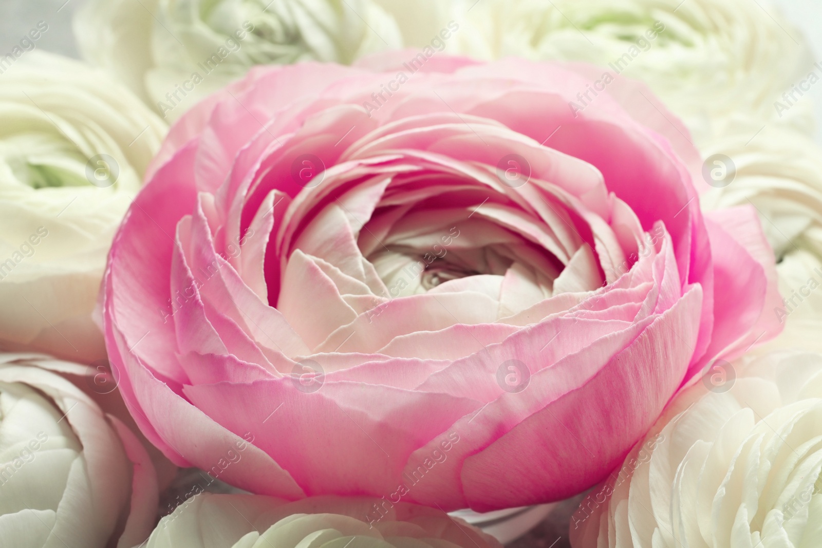 Photo of Beautiful pink ranunculus flower, closeup