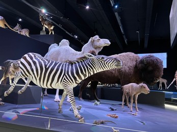 Leiden, Netherlands - June 18, 2022: Exhibition with different stuffed animals in Naturalis Biodiversity Center