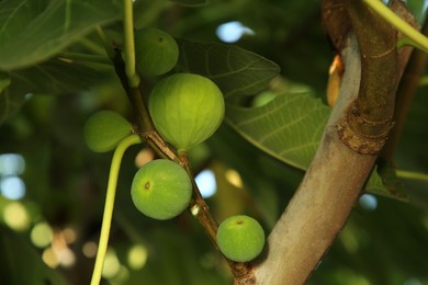 Photo of Unripe figs growing on tree in garden, closeup