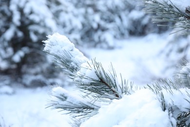 Photo of Snowy pine branches on blurred background, closeup. Winter forest