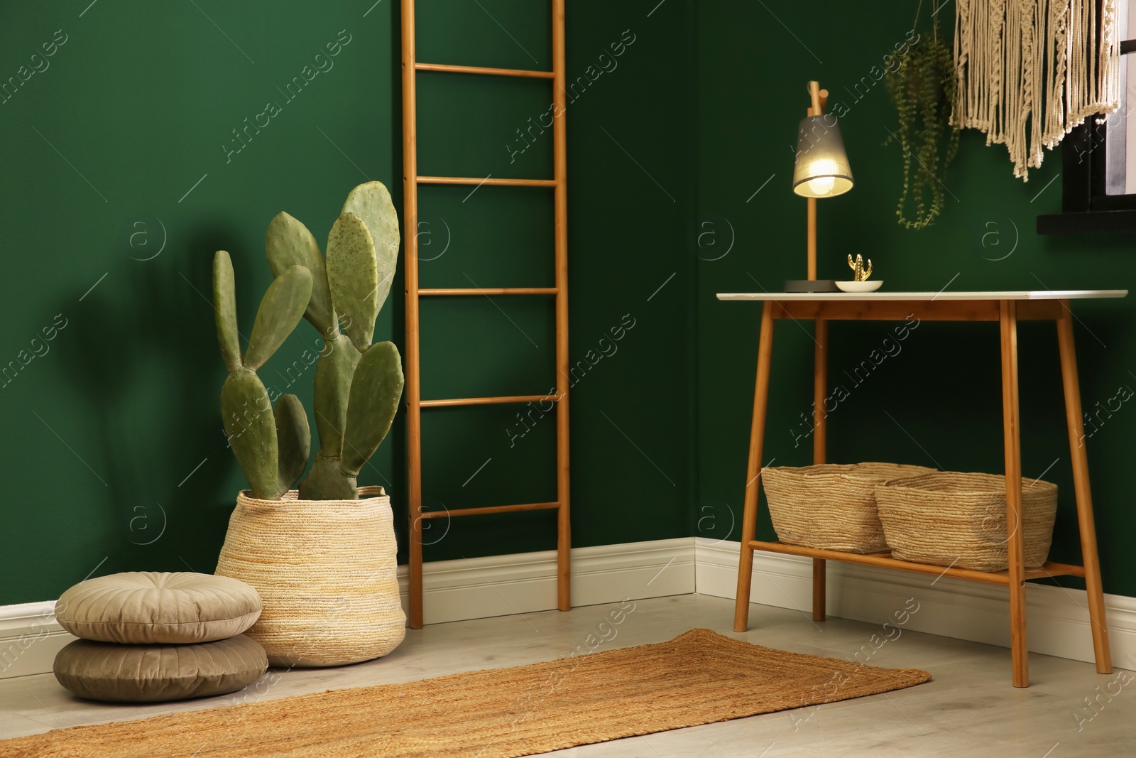 Photo of Potted cactus near green wall in room