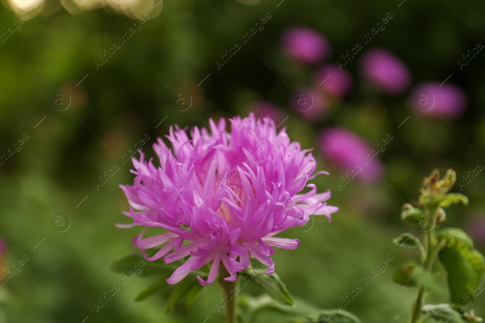 Photo of Beautiful blooming purple cornflower on blurred background, closeup