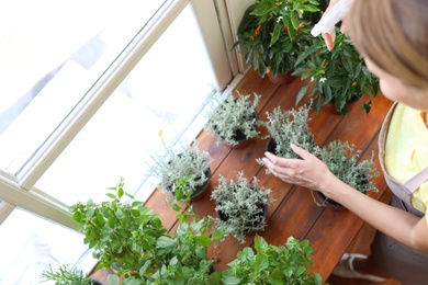 Photo of Young woman sprinkling home plants at wooden table indoors, above view