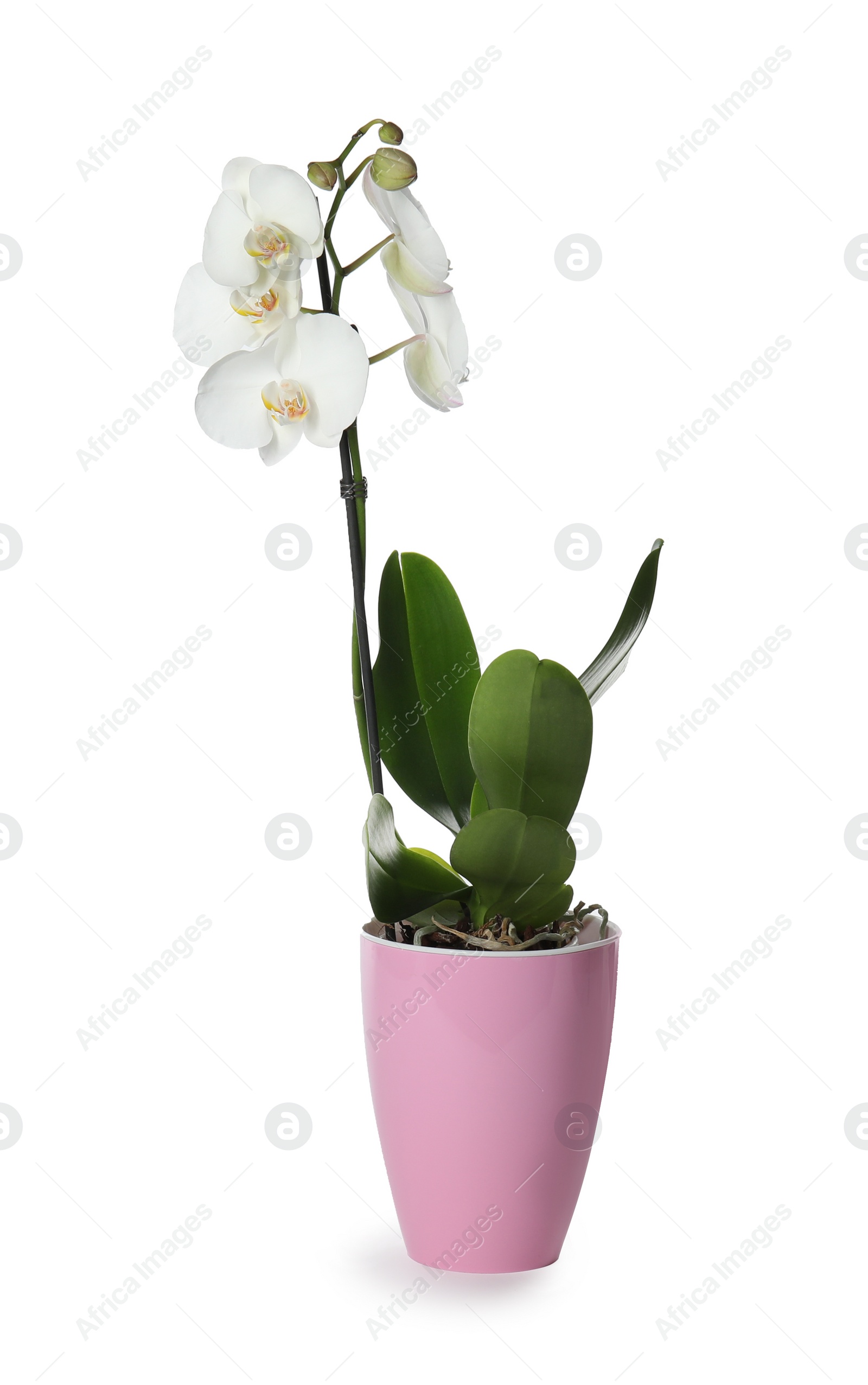 Photo of Beautiful tropical orchid flower in pot on white background