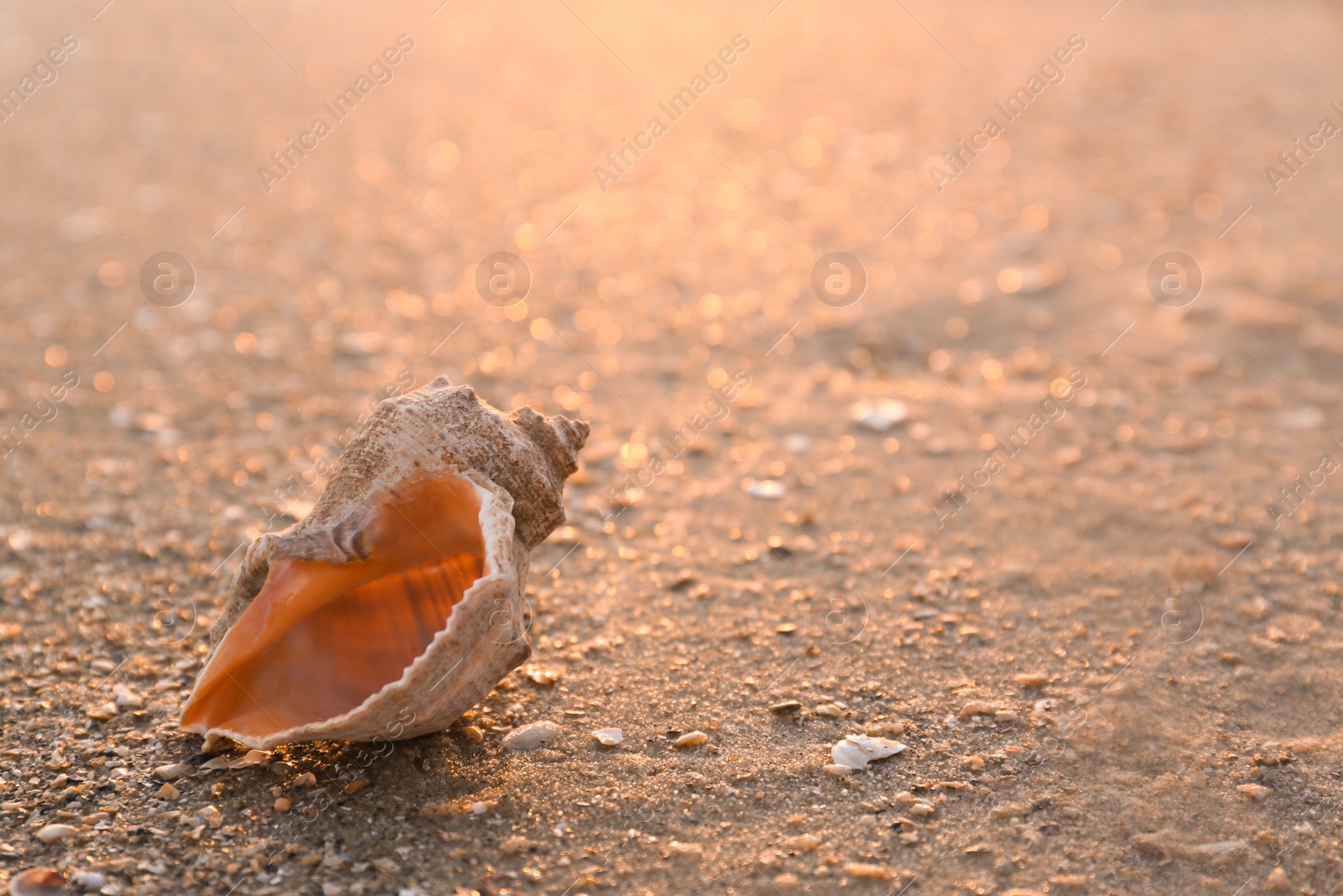 Photo of Sunlit sandy beach with beautiful seashell on summer day. Space for text